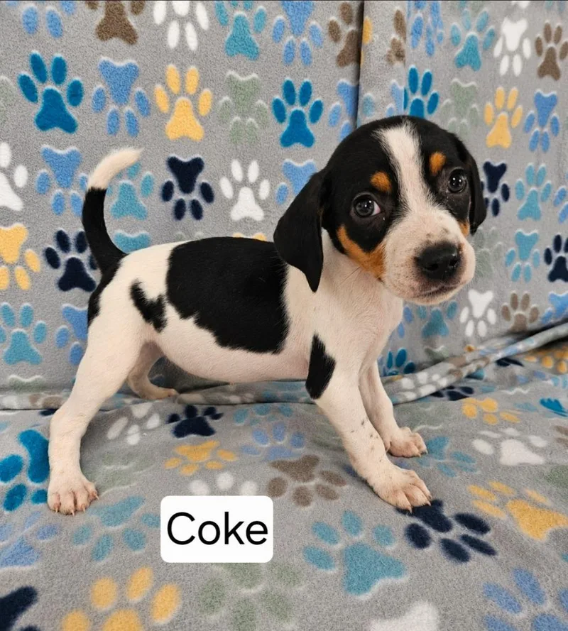 Coke thumbnail 2