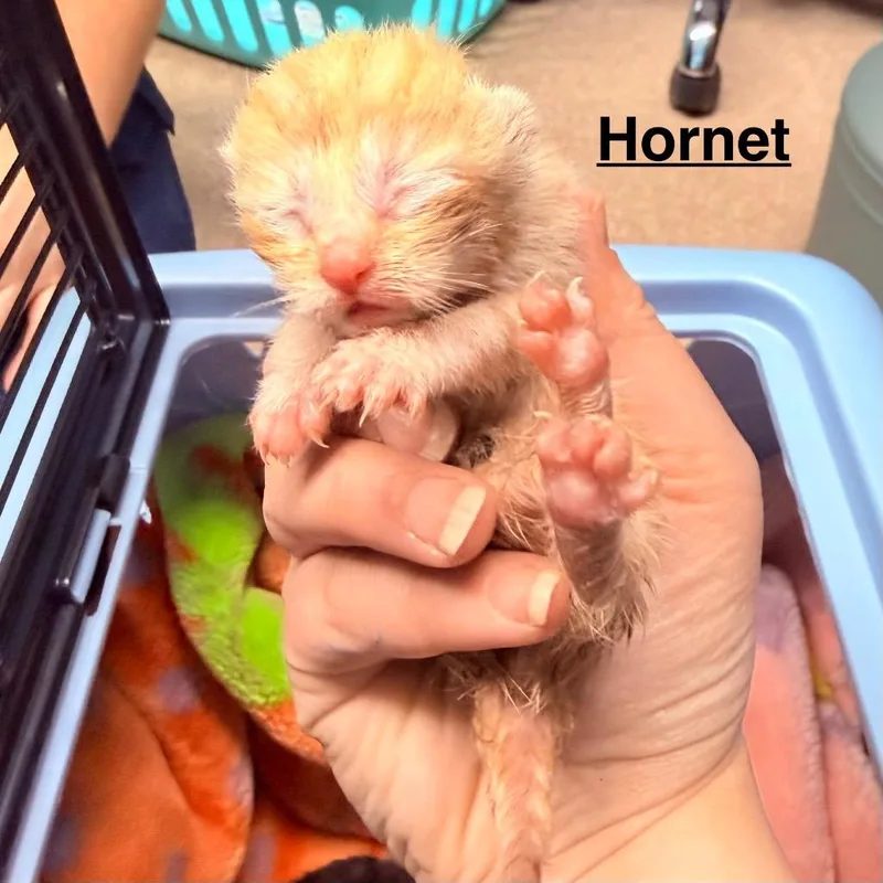 Hornet thumbnail 4