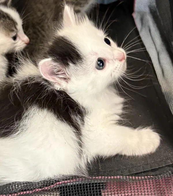 A baby small-sized female Domestic Short Hair cat named Kc for adoption in Lawrenceville, GA