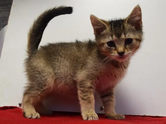 A baby small-sized male Domestic Short Hair cat named Little Bear for adoption in Sacramento, CA