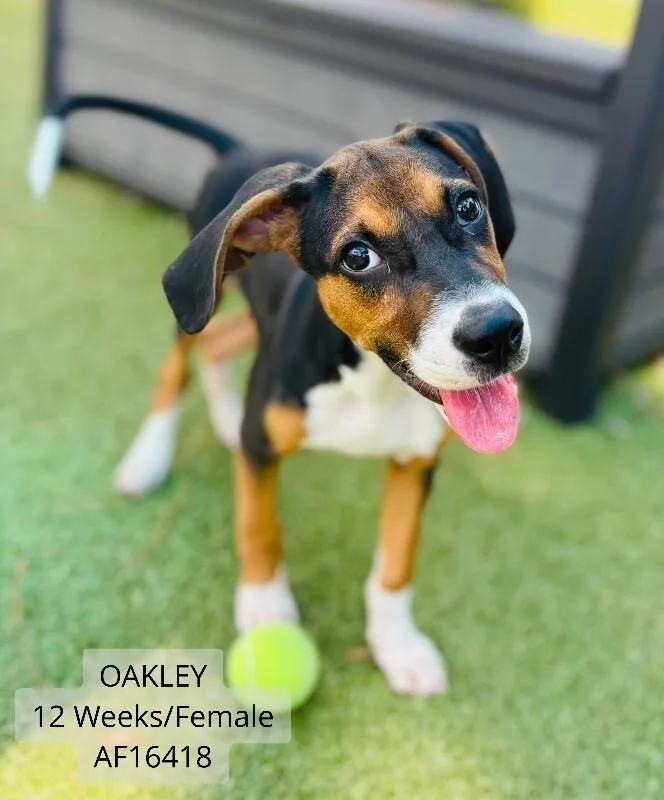 A young small-sized female Hound dog named Oakley for adoption in Supply, NC