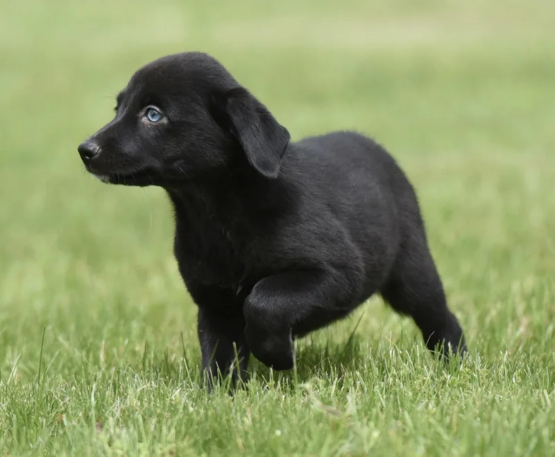 A baby medium-sized female Labrador Retriever dog named Summer for adoption in Mechanicsburg, PA