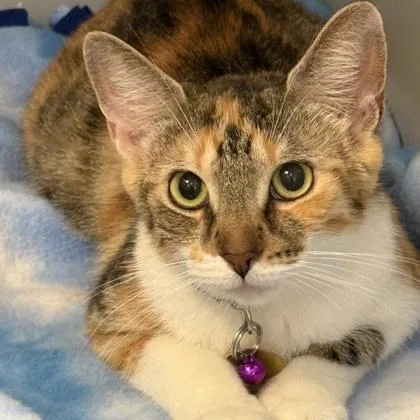 An adult medium-sized female Calico Domestic Short Hair cat named Waffles for adoption in Lansing, MI
