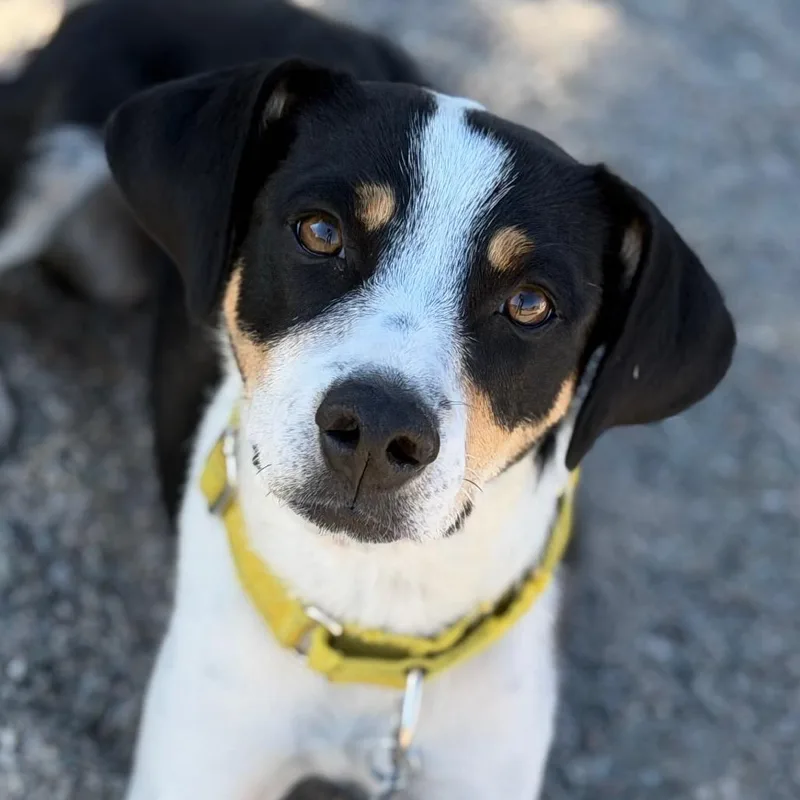 A young small-sized female Black Australian Cattle Dog / Blue Heeler dog named Daisy for adoption in Durango, CO