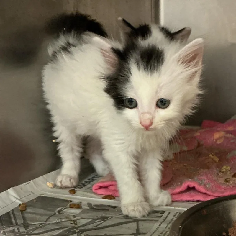 A baby small-sized male White Domestic Short Hair cat named Aladdin for adoption in Elizabeth City, NC