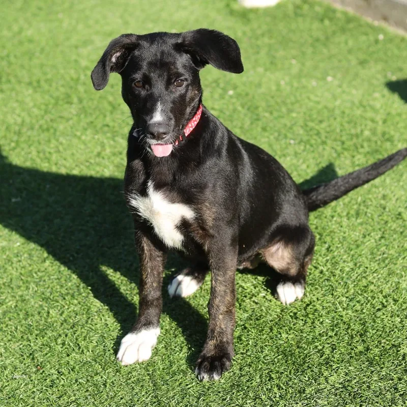 A baby medium-sized female Black Pit Bull Terrier dog named Mali for adoption in Evansville, IN