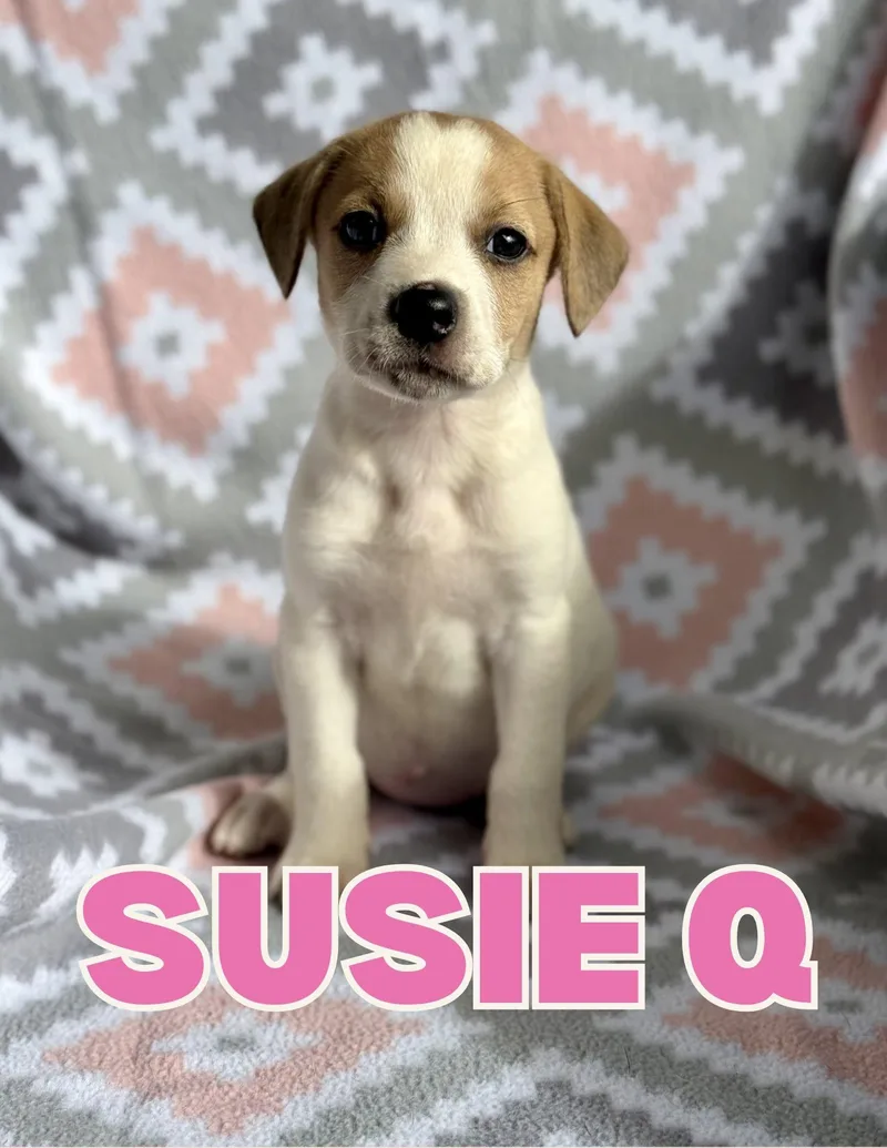 A baby medium-sized female Mixed Breed dog named Susie Q for adoption in Shalimar, FL