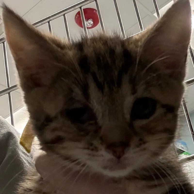 A baby small-sized female Brown / Chocolate Domestic Short Hair cat named Sun Screen for adoption in Wheeling, IL
