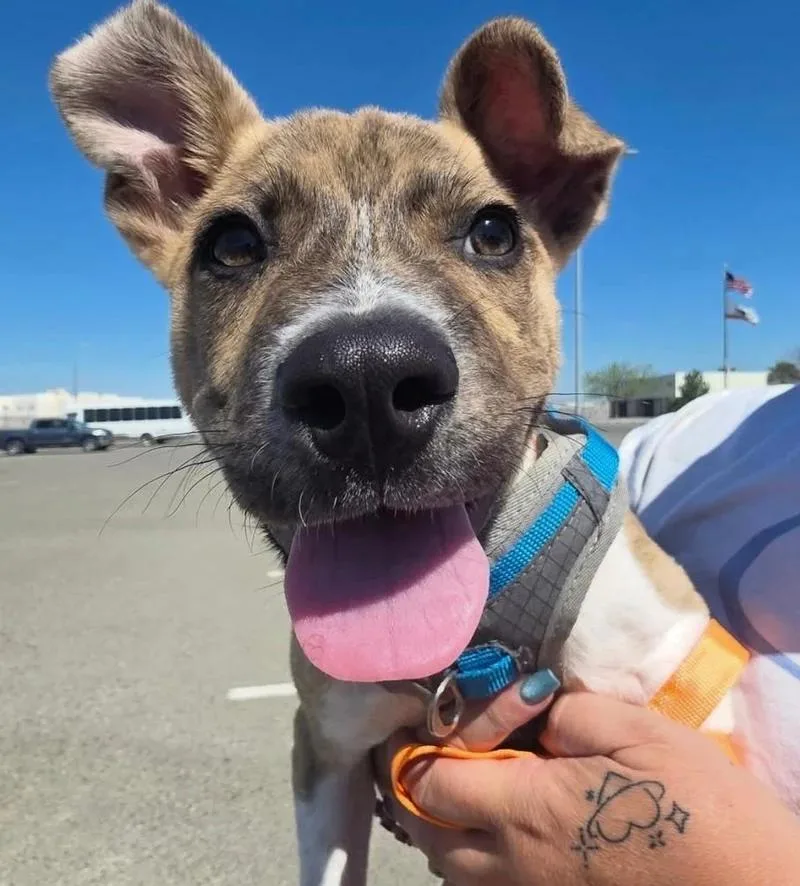 Biscotti thumbnail 2