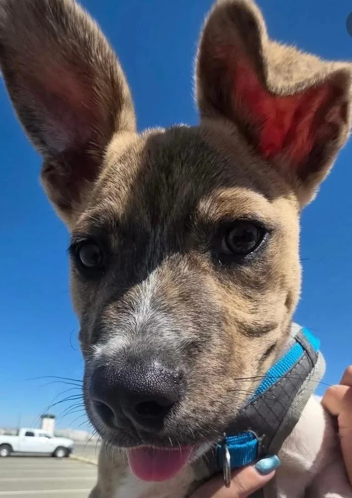 Biscotti thumbnail 3