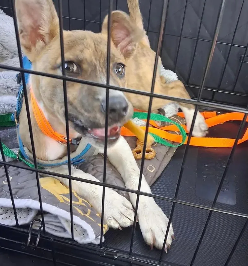 Biscotti thumbnail 4