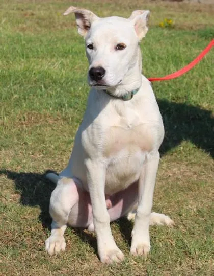 An adult medium-sized male Terrier dog named Kolby for adoption in Conway, AR