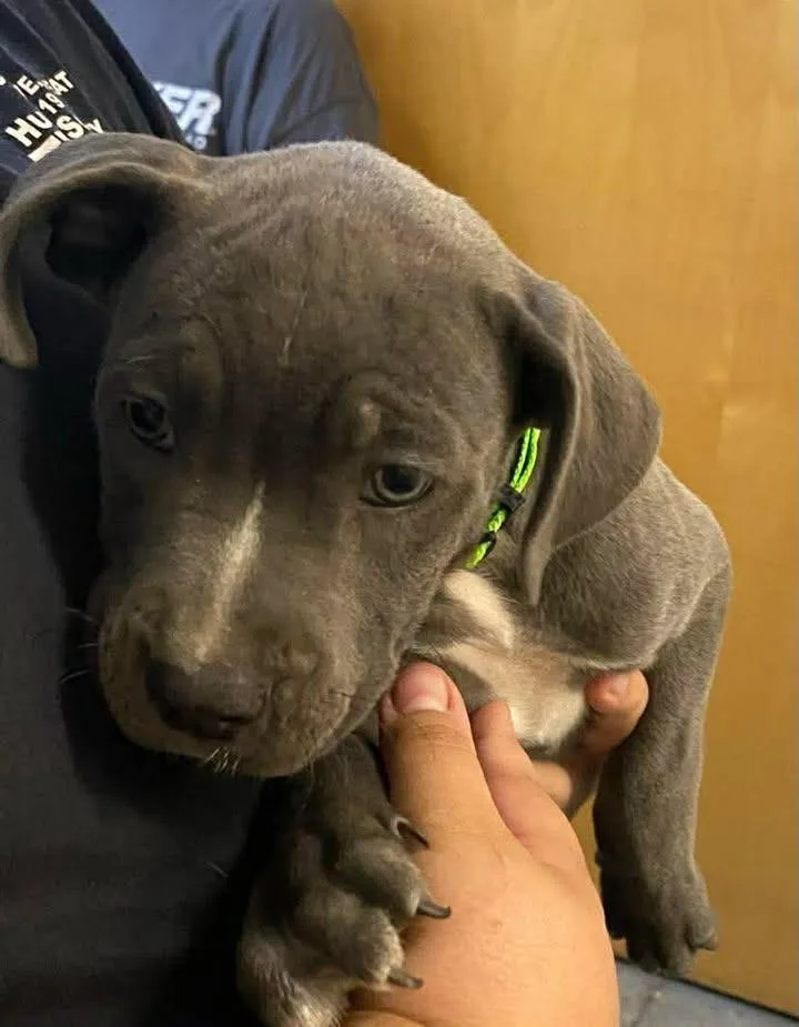 A baby large-sized female Mixed Breed dog named Pixie for adoption in Ocala, FL