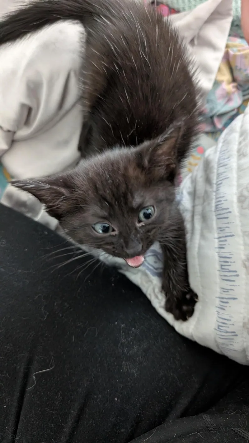 A baby medium-sized male Black Domestic Short Hair cat named Achilles for adoption in Richmond, VA