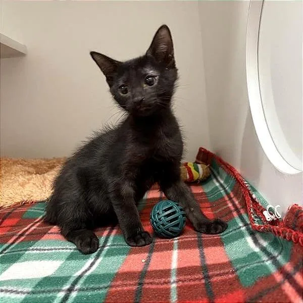 A baby small-sized male Black Domestic Short Hair cat named Bruno Mars for adoption in Phoenix, AZ