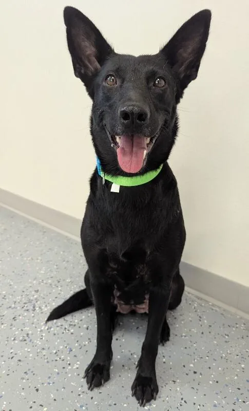 An adult medium-sized female Shepherd dog named Zendaya for adoption in Yankton, SD
