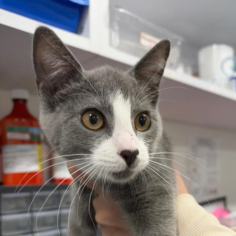 A baby small-sized female Gray / Blue / Silver Domestic Short Hair cat named Jojo for adoption in Newark, NJ