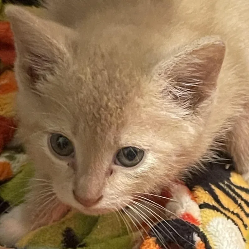 A baby small-sized male Cream / Ivory Domestic Short Hair cat named Sage In Springfield for adoption in Alexandria, VA