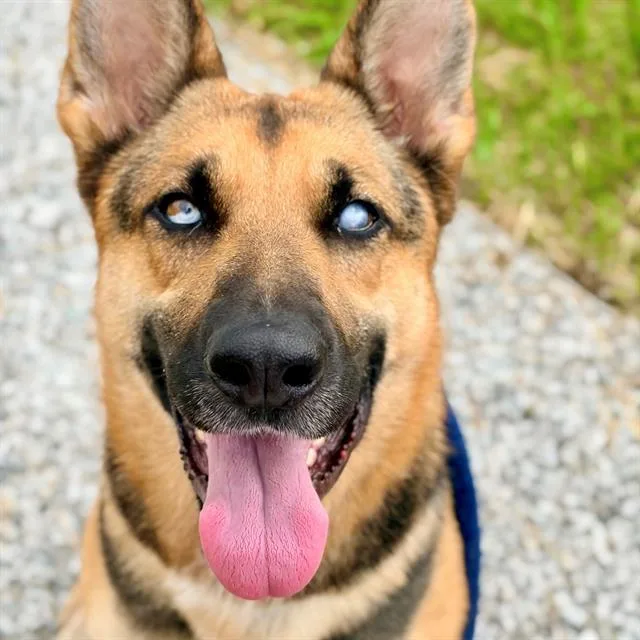 A young large-sized female German Shepherd Dog dog named Leela for adoption in Indianapolis, IN