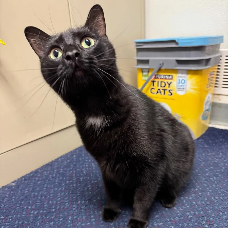 An adult large-sized male Black American Shorthair cat named Bynx for adoption in Sullivan, IL