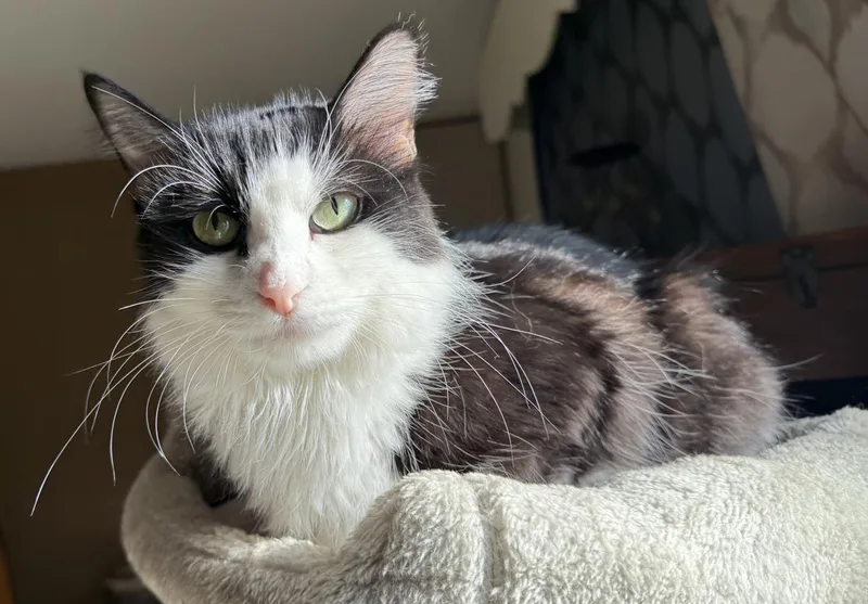A young medium-sized female Domestic Long Hair cat named Luna Cappuccino for adoption in Chandler, AZ