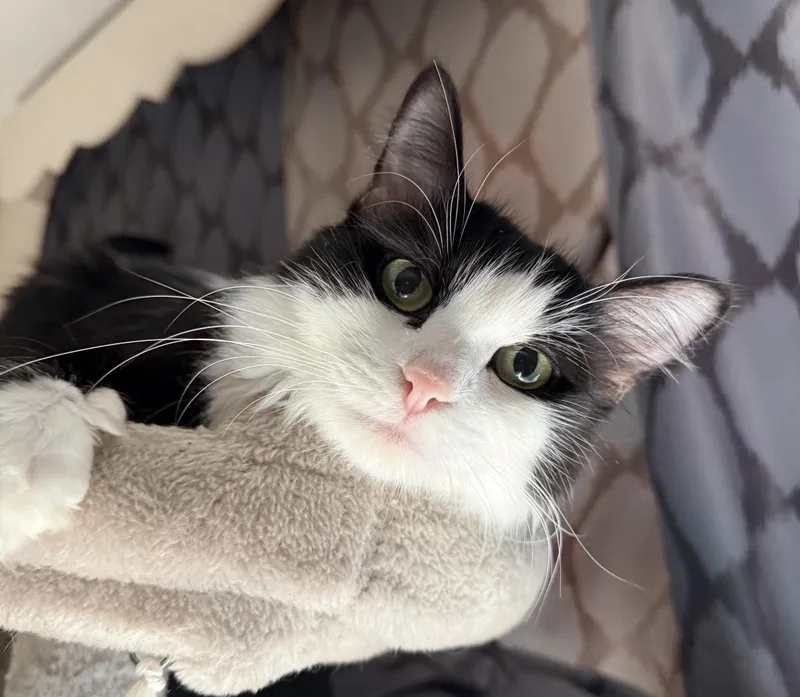 Luna Cappuccino thumbnail 3