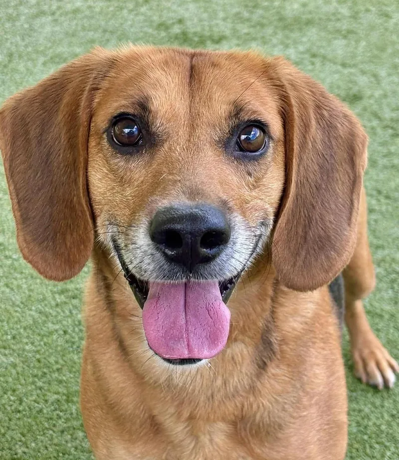 An adult medium-sized male Golden Beagle dog named Jack for adoption in Godfrey, IL
