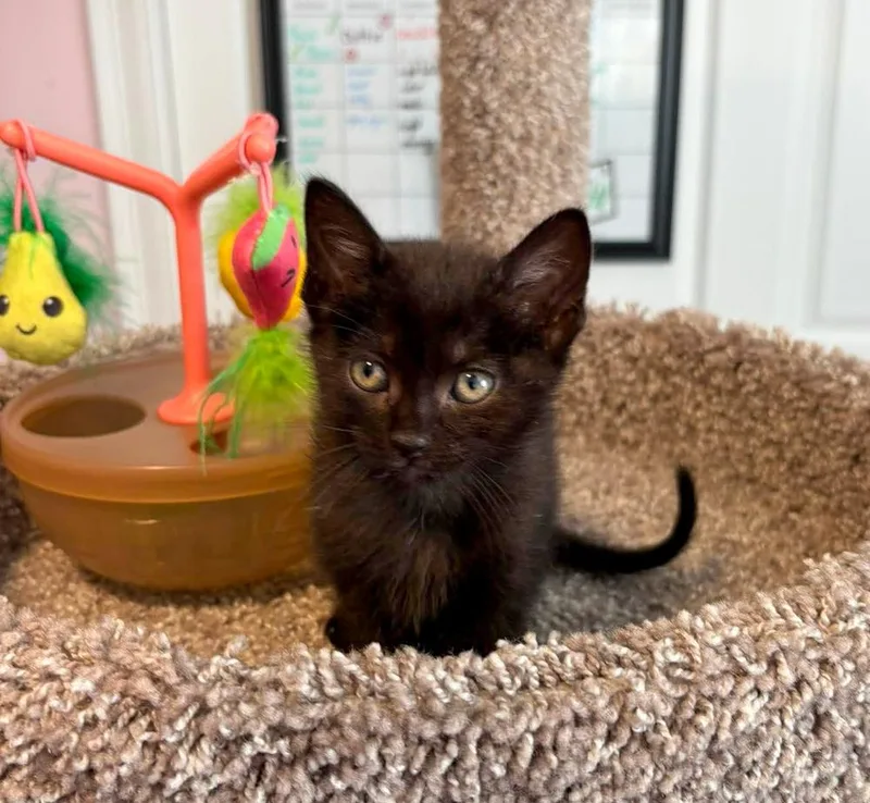 A baby small-sized female Black Domestic Short Hair cat named Cha Cha for adoption in Groveland, MA