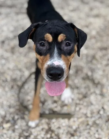 A young large-sized female Mixed Breed dog named Miley for adoption in Pensacola, FL