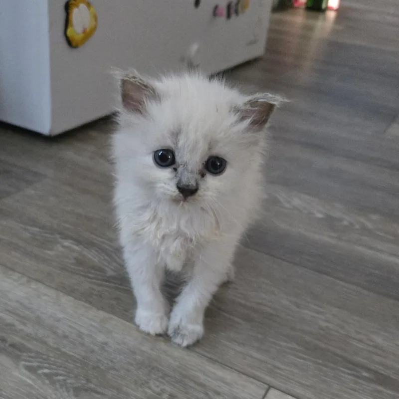 A baby small-sized female Cream / Ivory Domestic Medium Hair cat named Glimmer Shine for adoption in Greensboro, NC