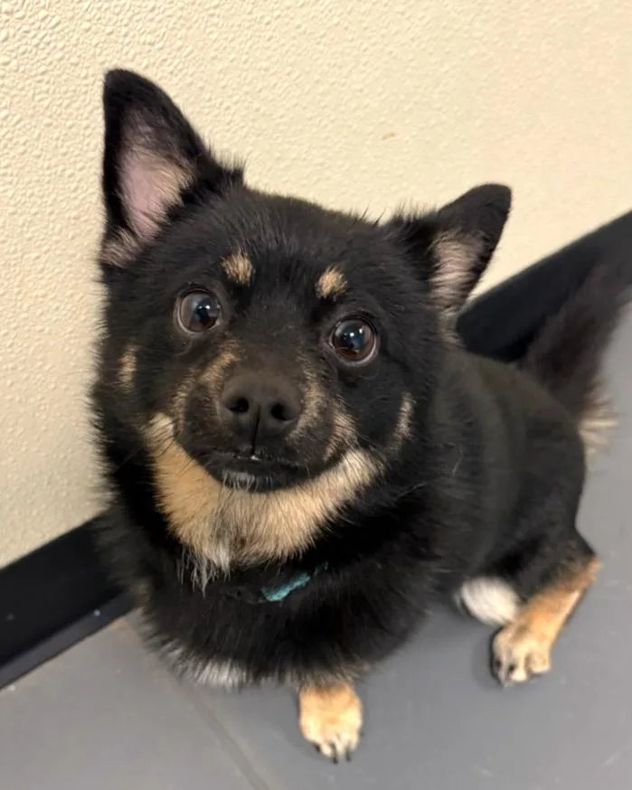 A young small-sized male Bicolor Chihuahua dog named Damen for adoption in Grayslake, IL