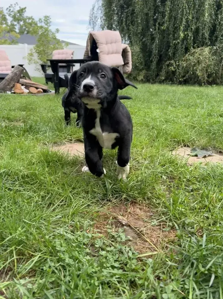 A baby medium-sized male Mixed Breed dog named Snap for adoption in Grand Rapids, MI