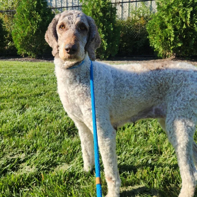 An adult large-sized female Standard Poodle dog named Sal for adoption in Fort Wayne, IN