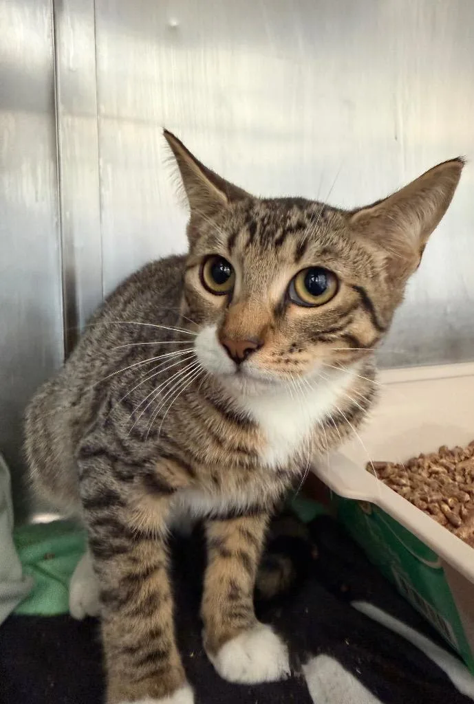 A baby medium-sized female Domestic Short Hair cat named Nola for adoption in Pomona, NY