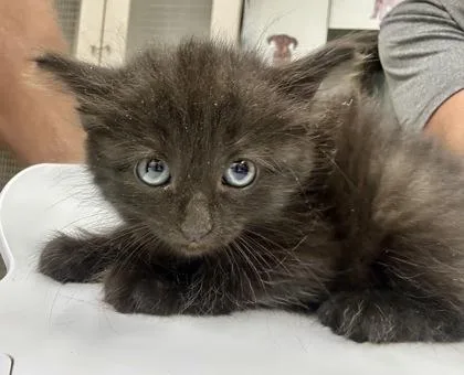 A baby small-sized female Domestic Short Hair cat named Boise for adoption in Palm Coast, FL