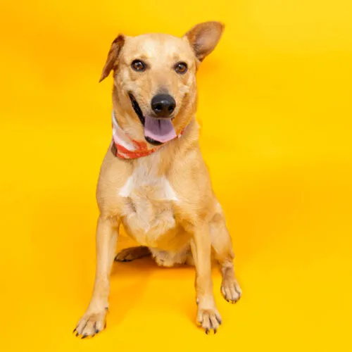 A young small-sized male Apricot / Beige Terrier dog named Apollo for adoption in Sullivan City, TX
