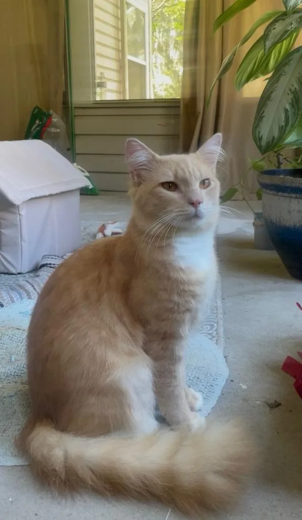 A baby large-sized male Domestic Medium Hair cat named Gucci for adoption in Darien, GA
