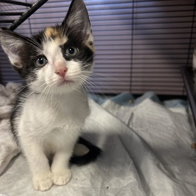 A baby small-sized female Calico Domestic Short Hair cat named Lady Kluck for adoption in Binghamton, NY