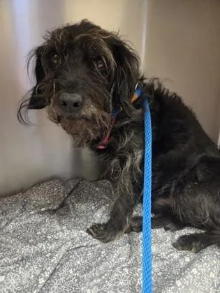 An adult small-sized male Schnauzer dog named Monkey for adoption in Malvern, PA