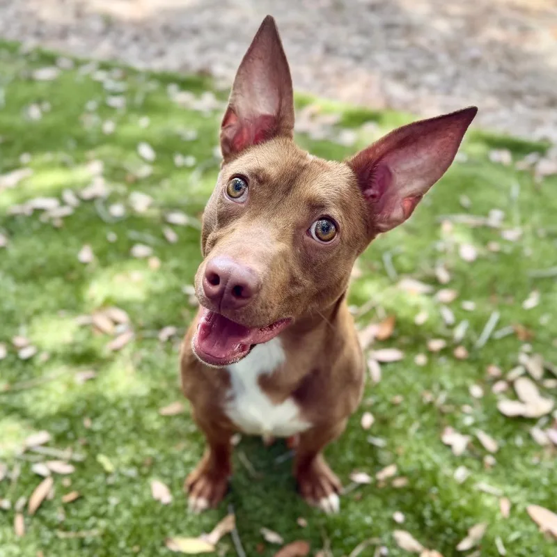 A young small-sized male Brown / Chocolate Mixed Breed dog named Hershey for adoption in Milton, FL