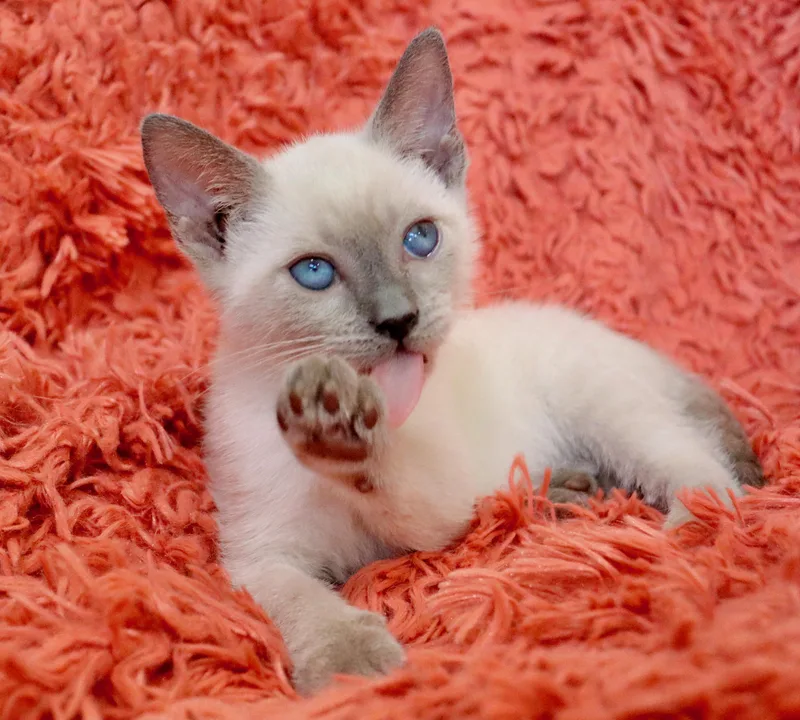 A baby medium-sized female Siamese cat named Peach for adoption in Saint Augustine, FL