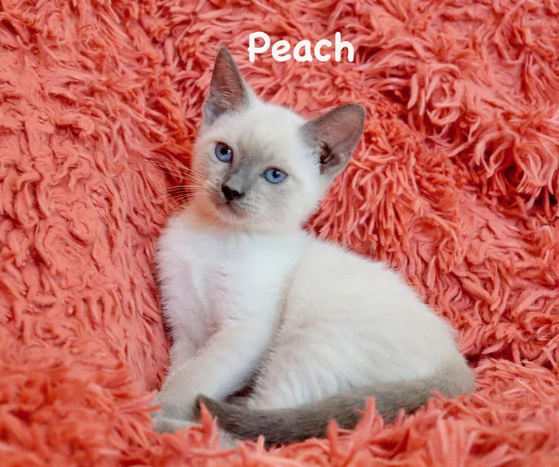 Peach thumbnail 4