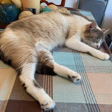 An adult medium-sized female Cream Point Domestic Short Hair cat named Gertrude for adoption in Nashville, TN