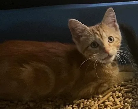 A baby small-sized male Tabby (Orange / Red) Domestic Short Hair cat named Bourbon for adoption in Palatine, IL