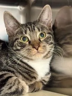 A young large-sized male Domestic Short Hair cat named Petsmart Timmy for adoption in Cape May Court House, NJ