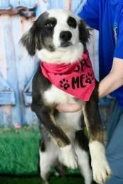 Beetle Juice thumbnail 2