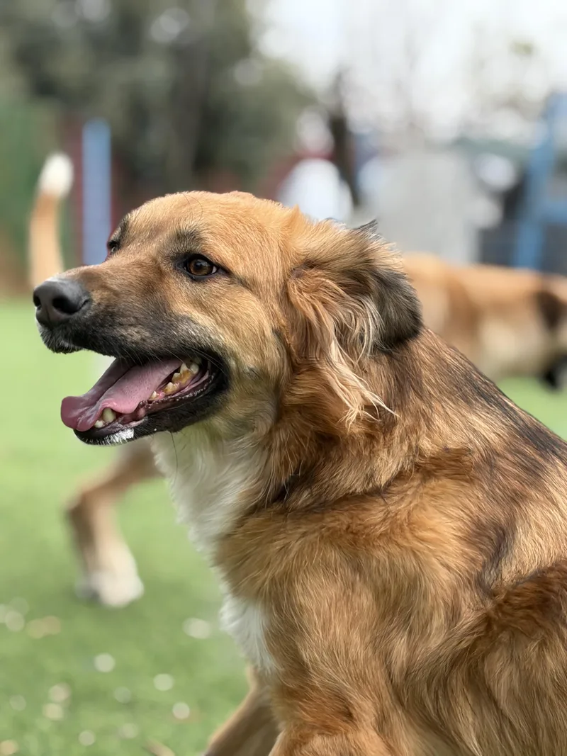 An adult medium-sized female Apricot / Beige Canaan Dog dog named Hiba a Special for adoption in Somerset, NJ