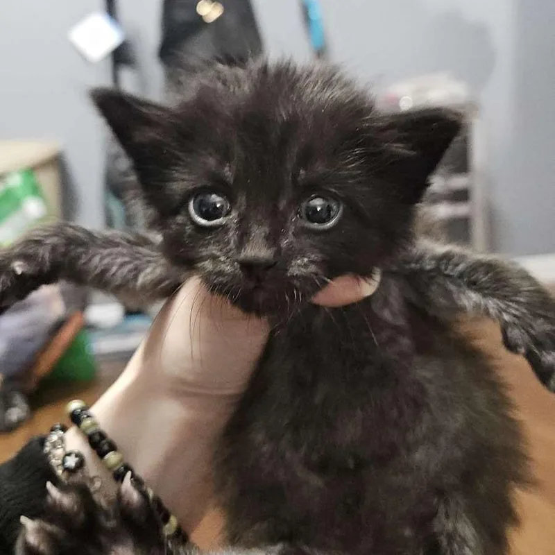 A baby small-sized male Black Domestic Medium Hair cat named Creed for adoption in Marshall, TX