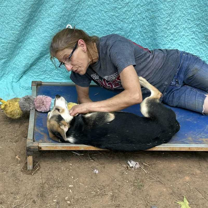 A young large-sized female Tricolor (Brown, Black, & White) German Shepherd Dog dog named Rhoda for adoption in Texarkana, TX