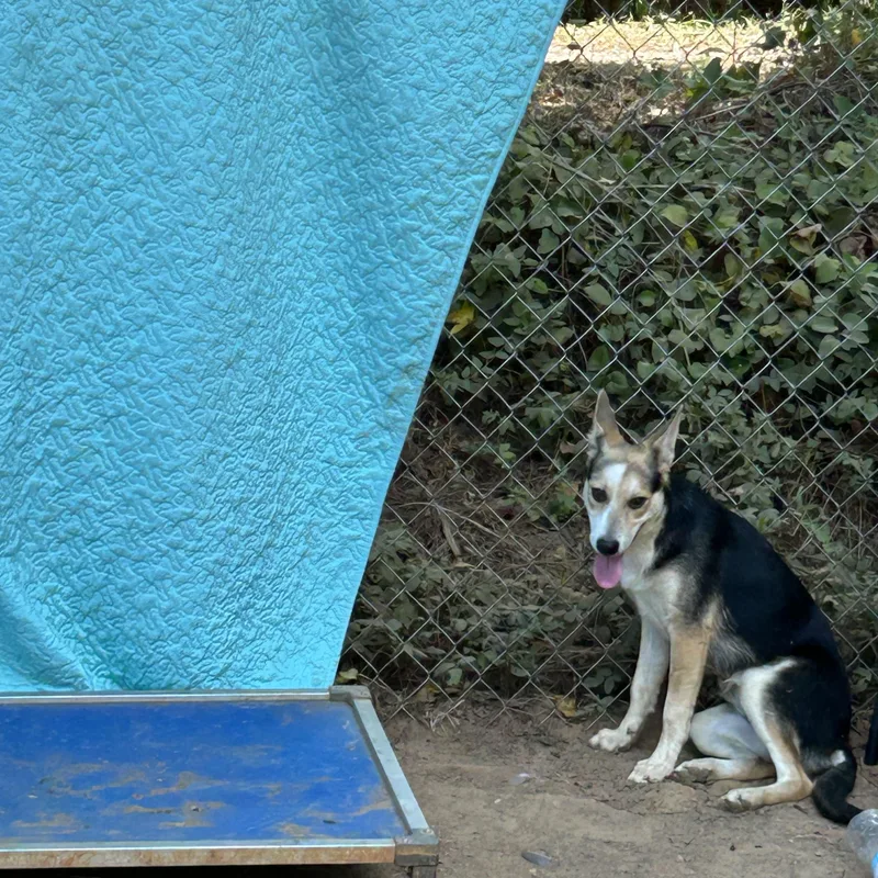 Rhoda thumbnail 3